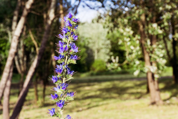 Viper's bugloss / Blueweed / Echium Vulgare Plant with blurred backgroud