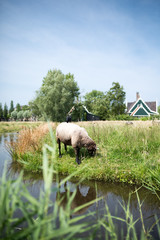 Pecora in Olanda