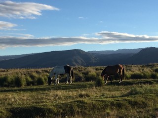 Chevaux broutant l'herbe