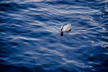 Schwän Einsamer Schwan schwimmt auf der Rhone in Lyon