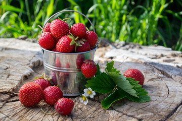 A small metal bucket with strawberries in the garden
