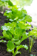 Lettuce on the garden bed