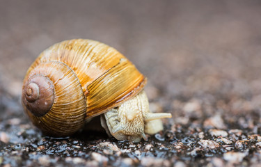 a close-up shot of a small snail with bright cockleshell on wet asphalt