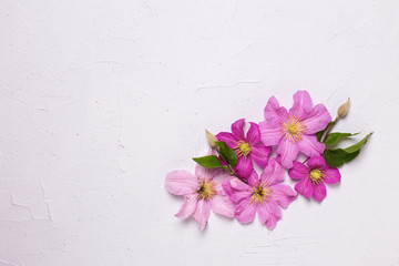 Fototapeta na wymiar Background with clematis flowers