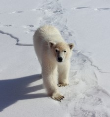 Eisbär im Sonnenschein