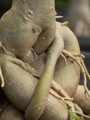 Movement of Azalea Root