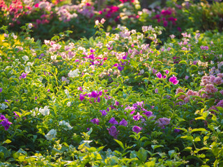 Purple Bougainvillea Flowers Backlighting