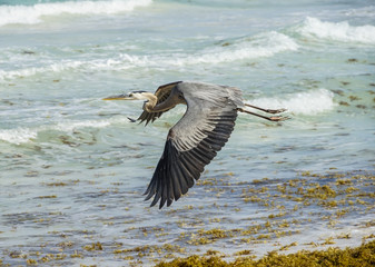 heron