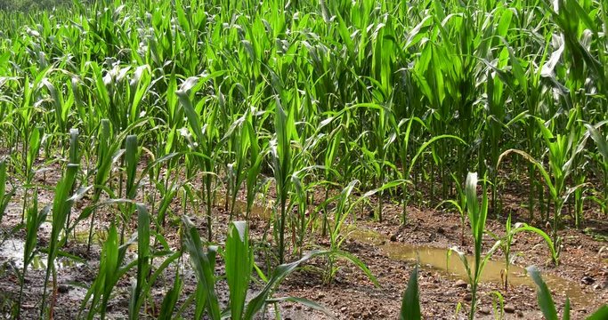 Growing maize with rain in drought