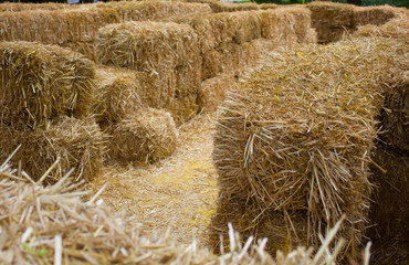 a maze of hay