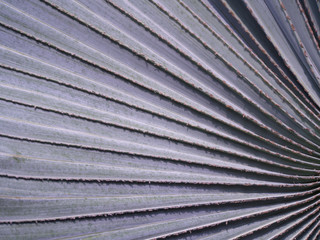 Texture of The Bismarck Palm