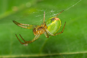 Паук