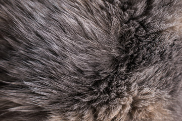The cat's fur. Grey fur. Dark background
