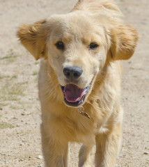 Obraz premium Golden Retriever Puppy Running Toward Camera