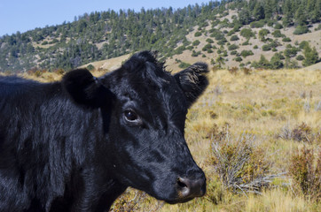 Angus Cow Stares Down Photographer
