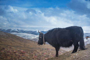 Yak in the valley