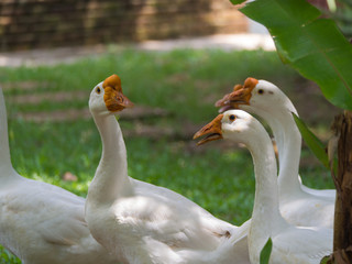 Several Geese are Talking