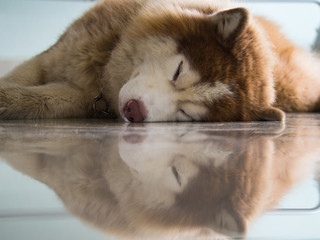 Siberian Husky Dog Have a Reflection of The Floor