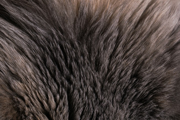 The cat's fur. Grey fur. Dark background