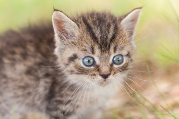 Naklejka na ściany i meble gray little kitten in the grass
