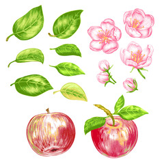 Vector seamless pattern with apple blossom.