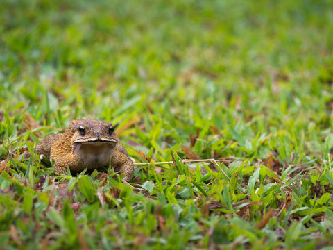 The Toad Eating Bug insect wing