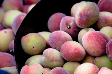 COLHEITA DE PÊSSEGOS