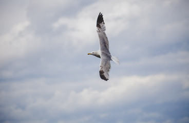Fliegende Möwe Möve in den Wolken in Saint Tropez Frankreich