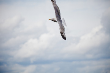 Fliegende Möwe Möve in den Wolken in Saint Tropez Frankreich