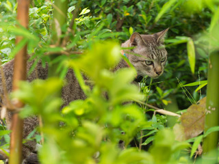 Naklejka na ściany i meble Tabby Cat Hiding in The Forest