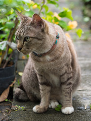 Tabby Cat Sitting in The Garden