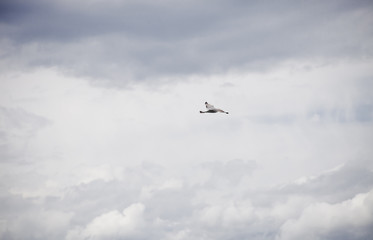 Fliegende Möwe Möve in den Wolken in Saint Tropez Frankreich