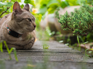 Tabby Cat Sitting in The Garden