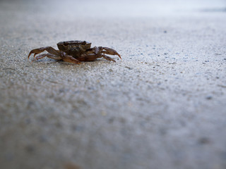 Field Crab Sitting Peacefully on Wet Floor
