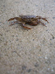 Field Crab Sitting Peacefully on Wet Floor