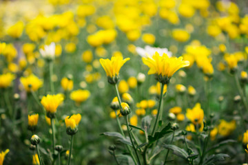 blurred of flowers with bokeh blackground
