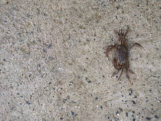 Field Crab Sitting Peacefully on Wet Floor