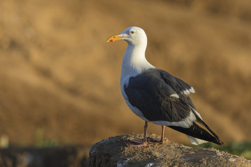 California Gull perched on a cliff - San Diego, California