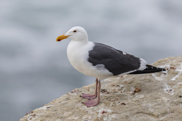 Obraz premium California Gull perched on a cliff next to the Pacific Ocean - San Diego, California