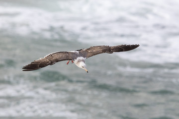 California Gull in flight over the Pacific Ocan - San Diego, California