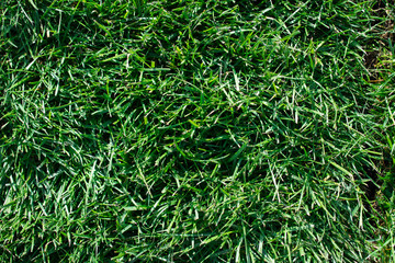 Green grass. Bright summer backgrounds