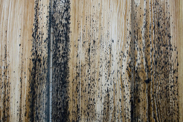 Background: light wood board with some mold spots (caused by weather and humidity) of an ancient...