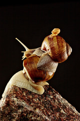 Brown snail on stone wall.Climbed on each other.Figure from snails.Big, medium and little snail