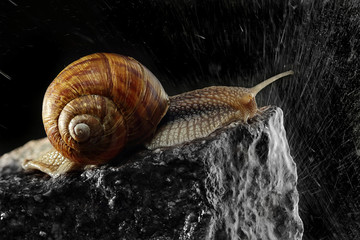 Brown snail on stone wall.Closeup snail on the rock with spalshes of water