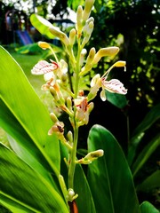 Alpinia galanga, (also Languas galanga),a plant in the ginger family, is an herb used in cooking, especially in Indonesian and Thai cuisines. 