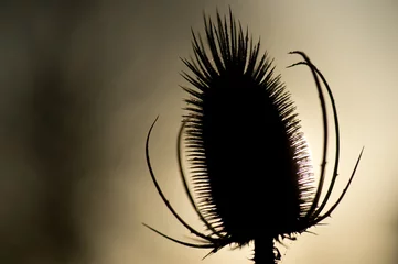 Foto auf Leinwand uitgebloeide kaardebol in tegenlicht © twanwiermans