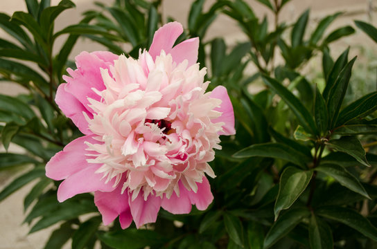 Fototapeta One pink peony in the garden