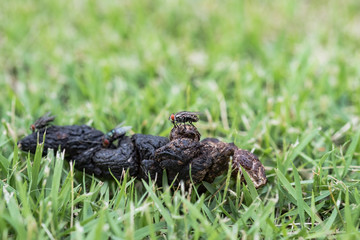 Blow Fly On Dog Poop In Green Grass.