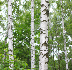 Beautiful landscape with young juicy birches with green leaves and with black and white birch trunks in sunlight in the morning