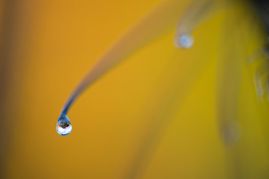uitgebloeide schermbloem met druppels